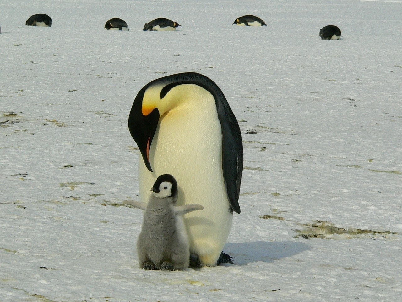 penguin dad