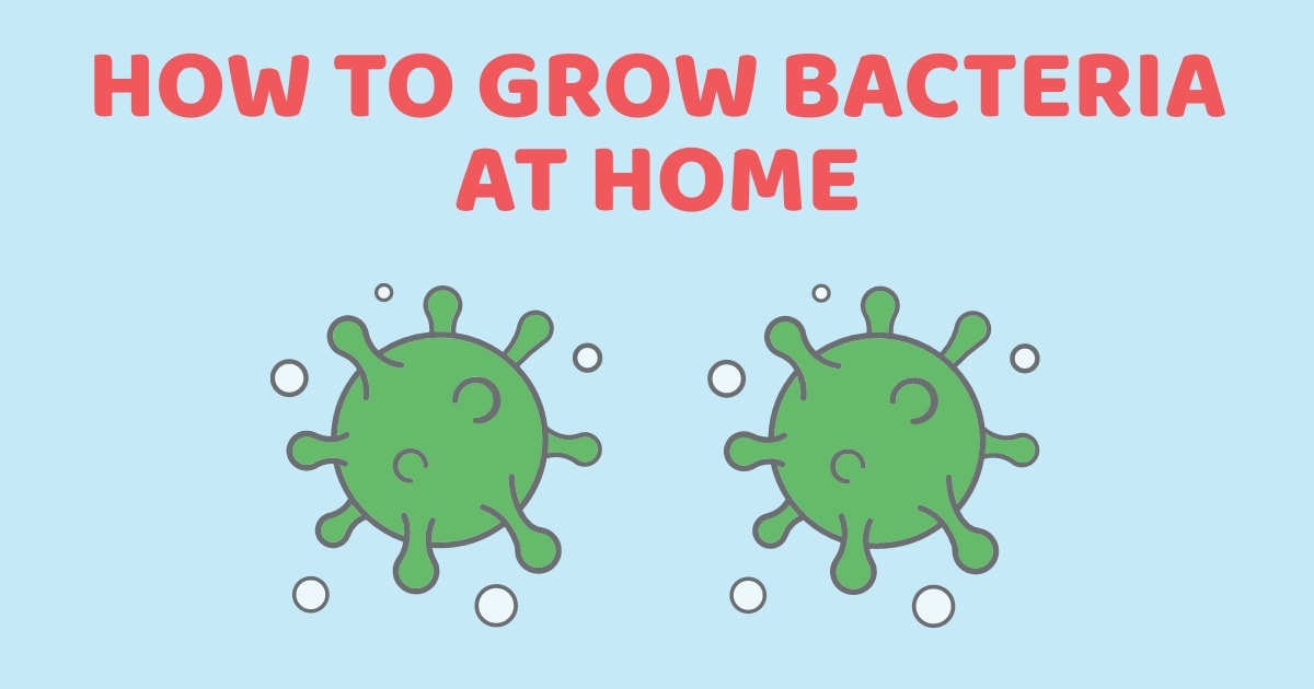 How To Grow Bacteria At Home